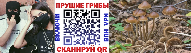 Купить  Полесск  Псилоцибиновые грибы Psilocybe 